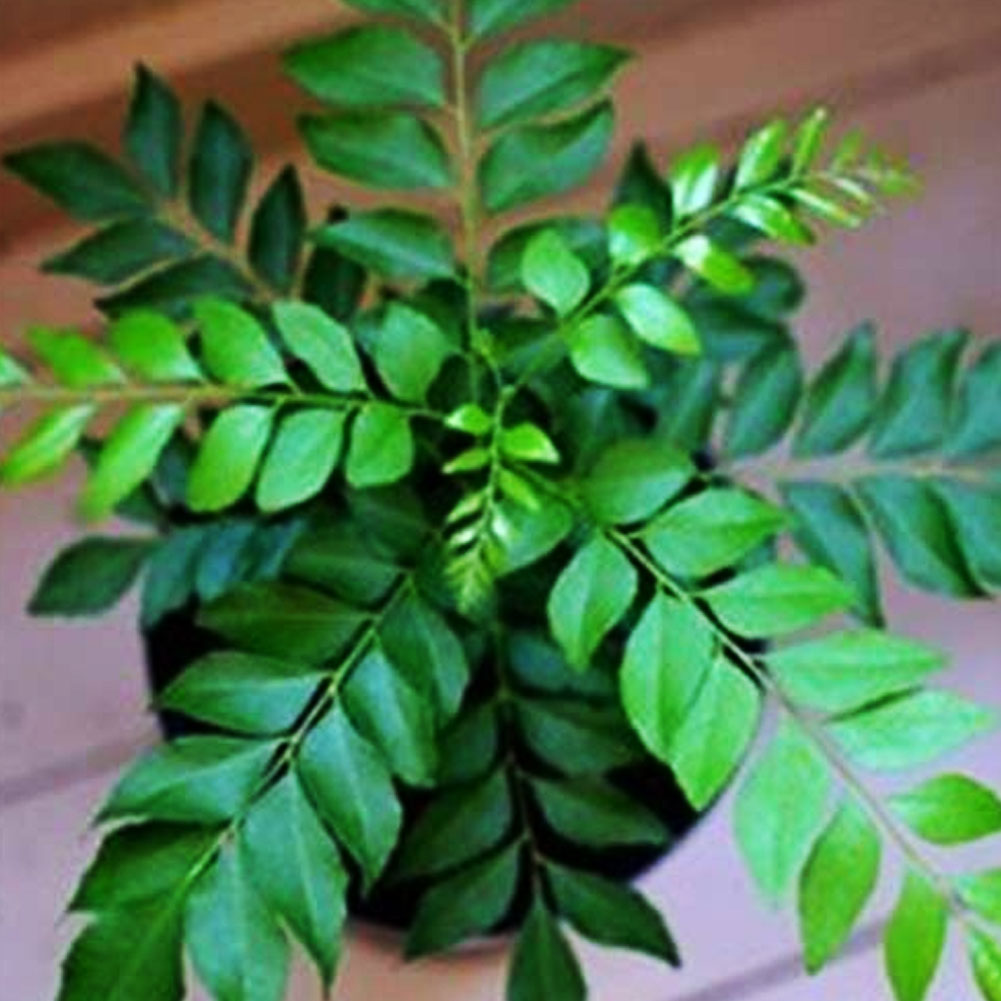 100Pcs Curry Leaf Tree Seeds Murraya koenigii Kitchen Kari